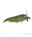 Atya gabonensis - Óriás sepregető garnéla - 10 cm