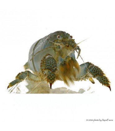 Atya gabonensis - Óriás sepregető garnéla - 10 cm