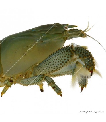Atya gabonensis - Óriás sepregető garnéla - 10 cm