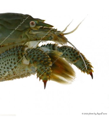 Atya gabonensis - Óriás sepregető garnéla - 10 cm