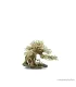 Bonsai Wood SS dekorfa - 20x10x15 cm