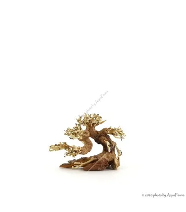 Bonsai Wood SSS dekorfa - 12x10x8 cm