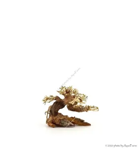 Bonsai Wood SSS dekorfa - 12x10x8 cm