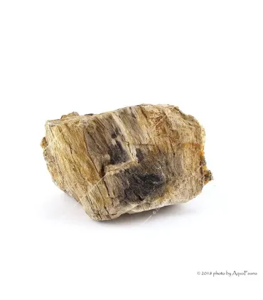 Dekorkő - Fossil wood / kg