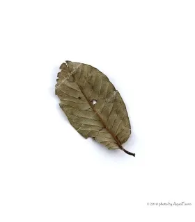 Guava levél - 10 db / csomag