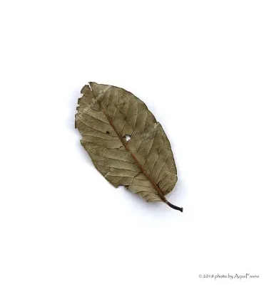 Guava levél - 10 db / csomag