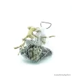 Nano dekoráció - Seiryu - Red moor (0,5 kg)
