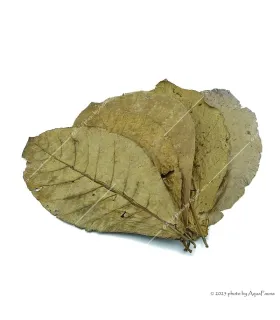Terminalia catappa - Indiai mandulalevél 28-30 cm, XXL méret (tebanglevél) / csomag (5 levél)