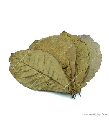 Terminalia catappa - Indiai mandulalevél 28-30 cm, XXL méret (tebanglevél) / csomag (5 levél)