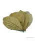 Terminalia catappa - Indiai mandulalevél 28-30 cm, XXL méret (tebanglevél) / levél