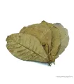 Terminalia catappa - Indiai mandulalevél 28-30 cm, XXL méret (tebanglevél) / levél
