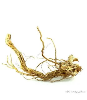 Azalea wood dekorfa (50-60 cm) / kg