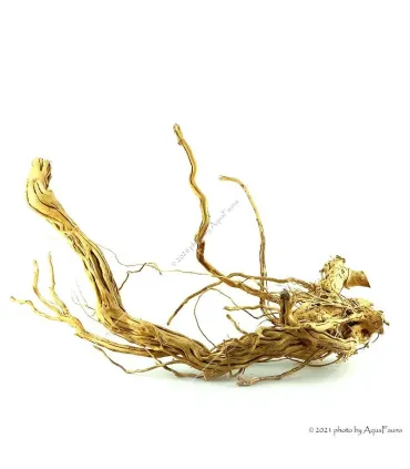 Azalea wood dekorfa (50-60 cm) / kg