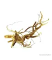 Azalea wood dekorfa (50-60 cm) / kg