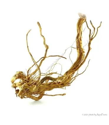 Azalea wood dekorfa (50-60 cm) / kg