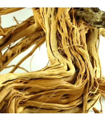 Azalea wood dekorfa (50-60 cm) / kg