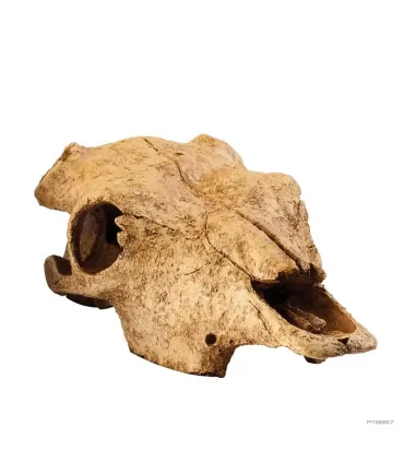 Hagen Exo Terra Buffalo Skull - bölény koponya formájú búvóhely terrariumba (13x9x24 cm)