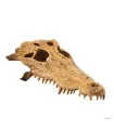 Hagen Exo Terra Crocodile Skull - krokodilkoponya formájú búvóhely hüllők részére (12x22x8 cm)
