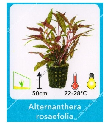 Alternanthera rosaefolia