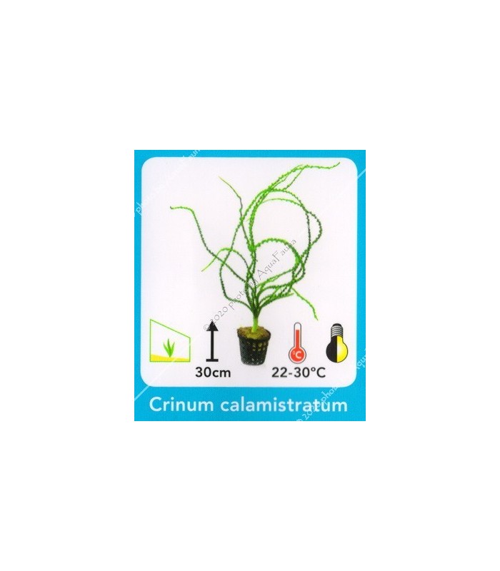 Crinum calimistratum