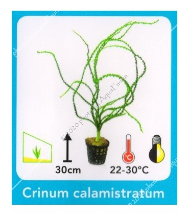 Crinum calimistratum