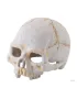 Hagen Exo Terra Primate Skull Small - koponya formájú búvóhely terráriumokba