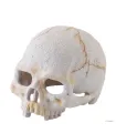 Hagen Exo Terra Primate Skull Small - koponya formájú búvóhely terráriumokba