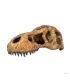 Hagen Exo Terra T-Rex Skull - T-Rex koponya formájú búvóhely hüllők részére (11x23x8 cm)