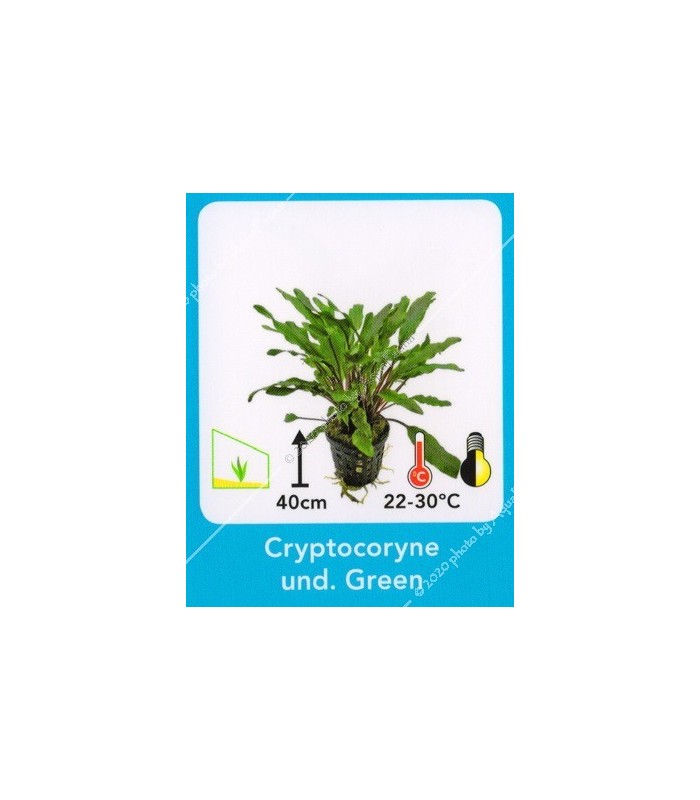 Cryptocoryne undulatus green