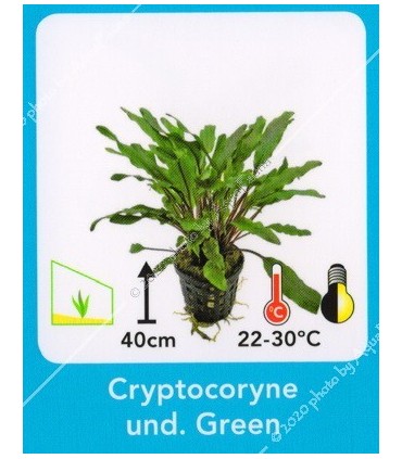 Cryptocoryne undulatus green