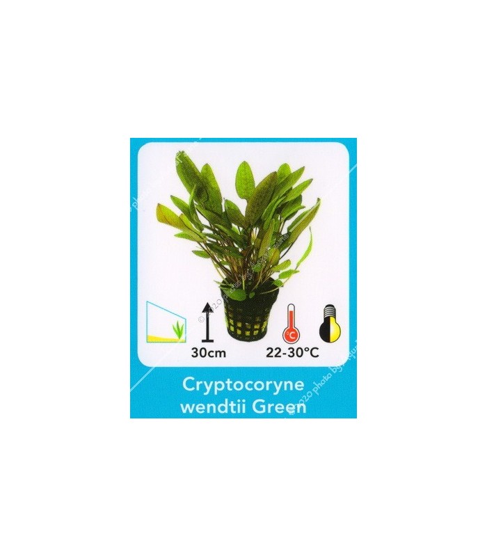 Cryptocoryne wendtii green