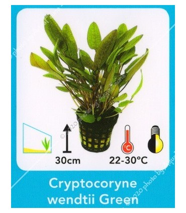 Cryptocoryne wendtii green