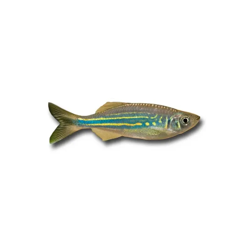 Devario aequipinnatus - Malabári dánió
