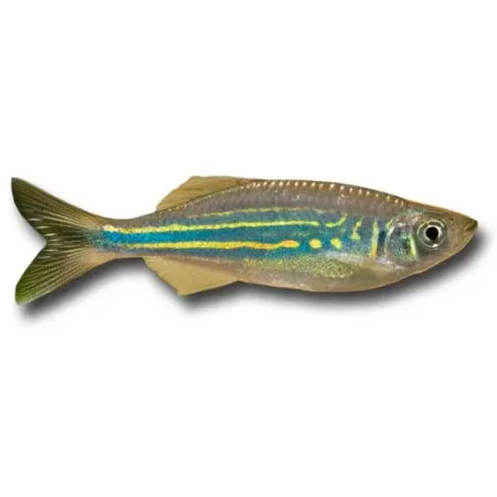 Devario aequipinnatus - Malabári dánió