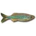 Devario aequipinnatus - Malabári dánió