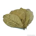 Terminalia catappa - Indiai mandulalevél 28-30 cm, XXL méret (tebanglevél) / csomag (5 levél)