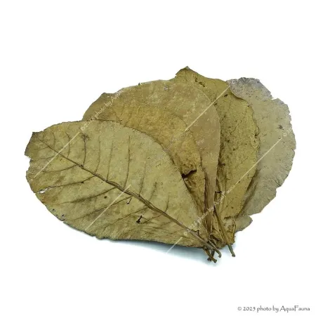 Terminalia catappa - Indiai mandulalevél 28-30 cm, XXL méret (tebanglevél) / levél