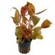 Alternanthera lilacina