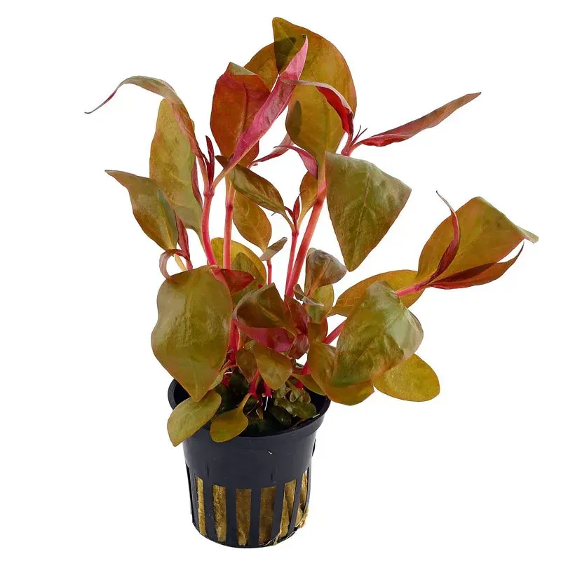 Alternanthera lilacina