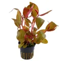 Alternanthera lilacina