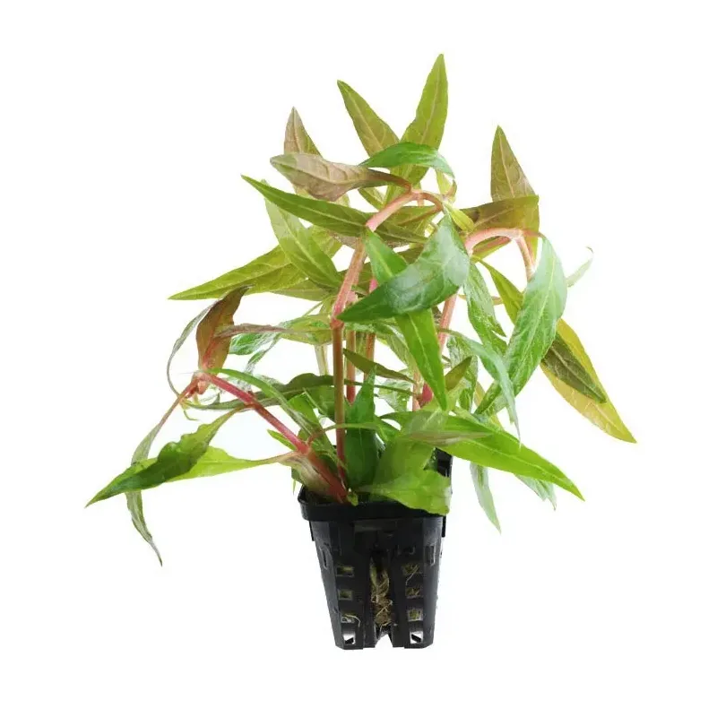 Alternanthera reineckii