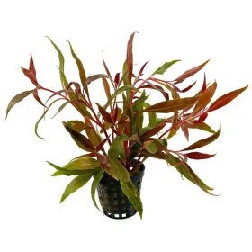 Alternanthera rosaefolia