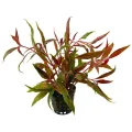 Alternanthera rosaefolia