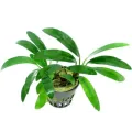 Anubias afzelii