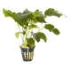 Anubias barteri