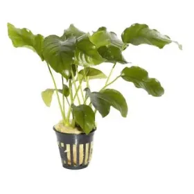 Anubias barteri