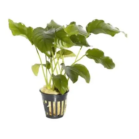 Anubias barteri
