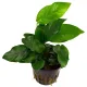 Anubias barteri var. nana