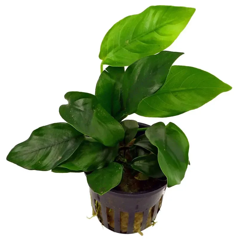 Anubias barteri var. nana