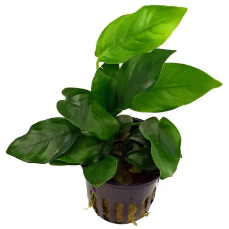 Anubias barteri var. nana